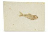 Bargain, Detailed Fossil Fish (Diplomystus) - Wyoming #379340-1